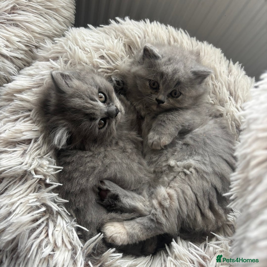 British Shorthair cats for sale: BEAUTIFUL BRITISH SHORT AND LONG HAIR KITTENS - Image 10