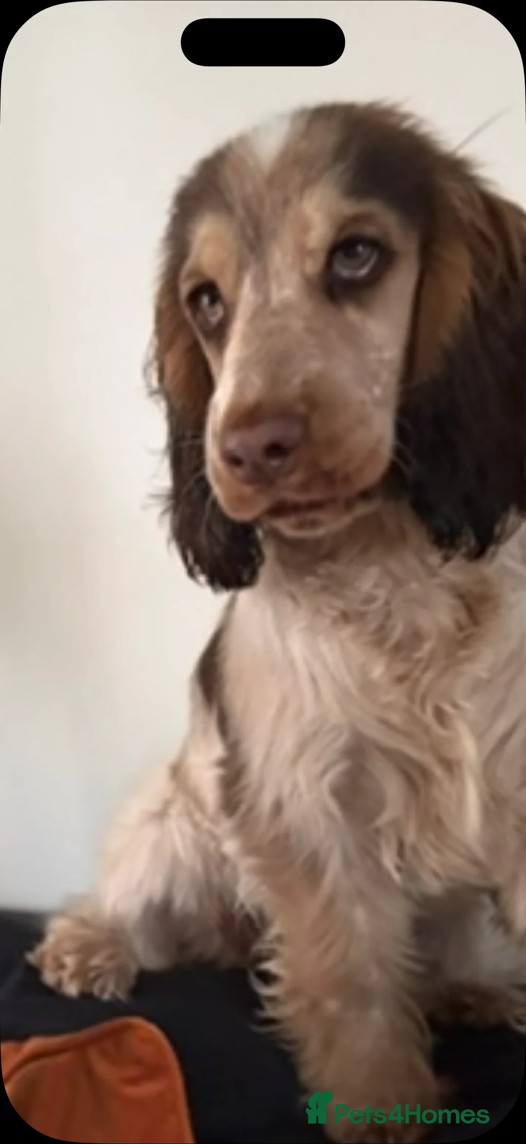 Cocker Spaniel dogs for sale: Beautiful show Kc cocker spaniel girl - Advert 3