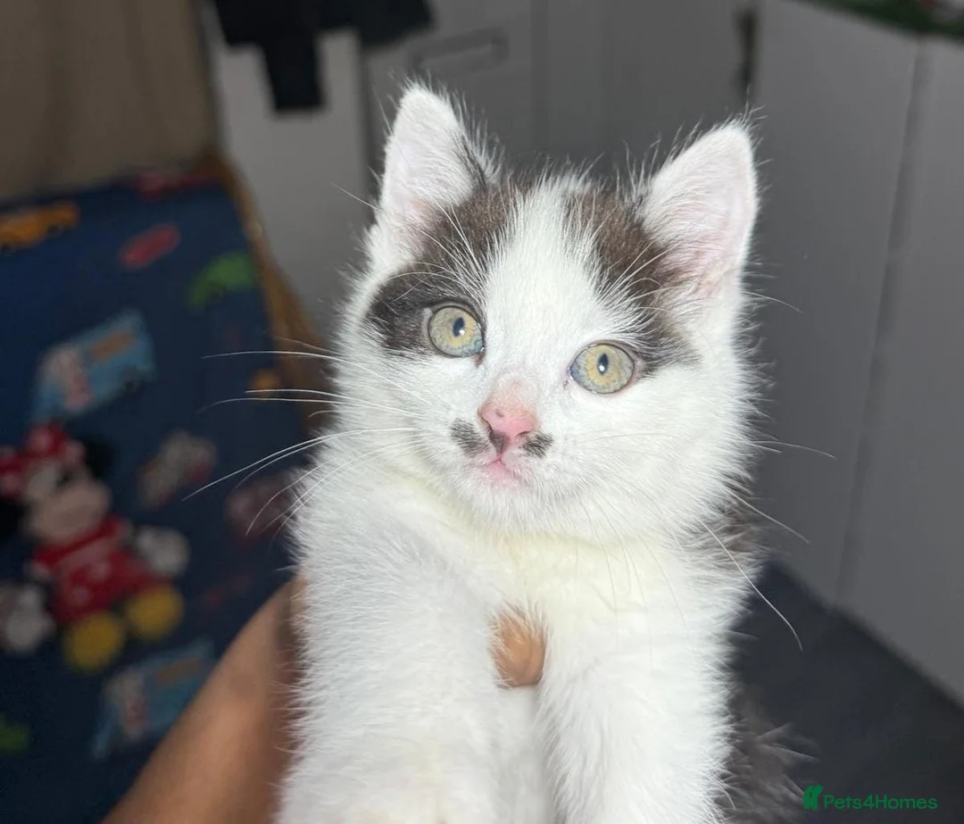 Mixed Breed cats for sale: Lovely kittens looking for new loving parents. - Advert 4