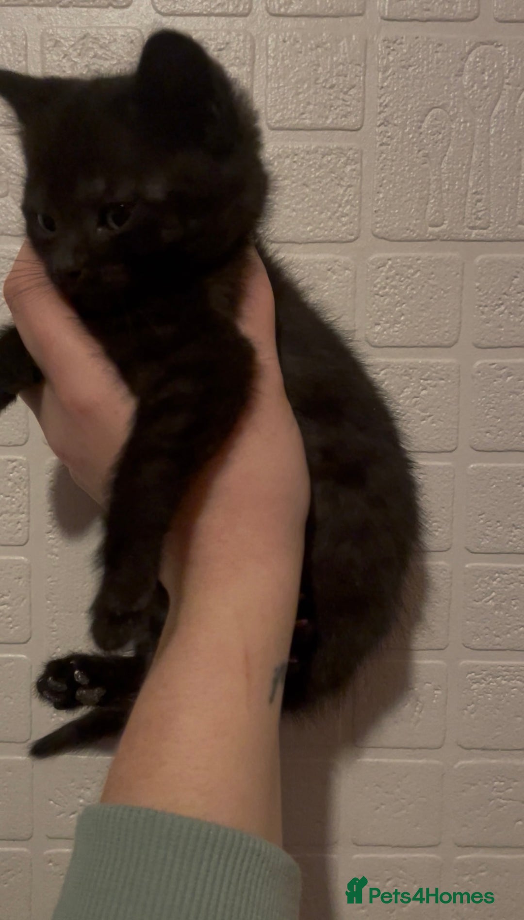 Domestic Shorthair cats for sale: Kittens ready to reserve  - Advert 9