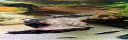 Plecos fish for sale: 2 MALE Breeding age Longfin Bristlenose - Advert 4