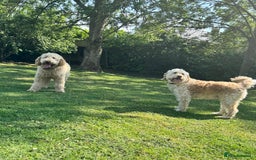 Mini Goldendoodle dogs for sale: Miniature Goldendoodle Puppies – Therapy Dog Mum - Image 13