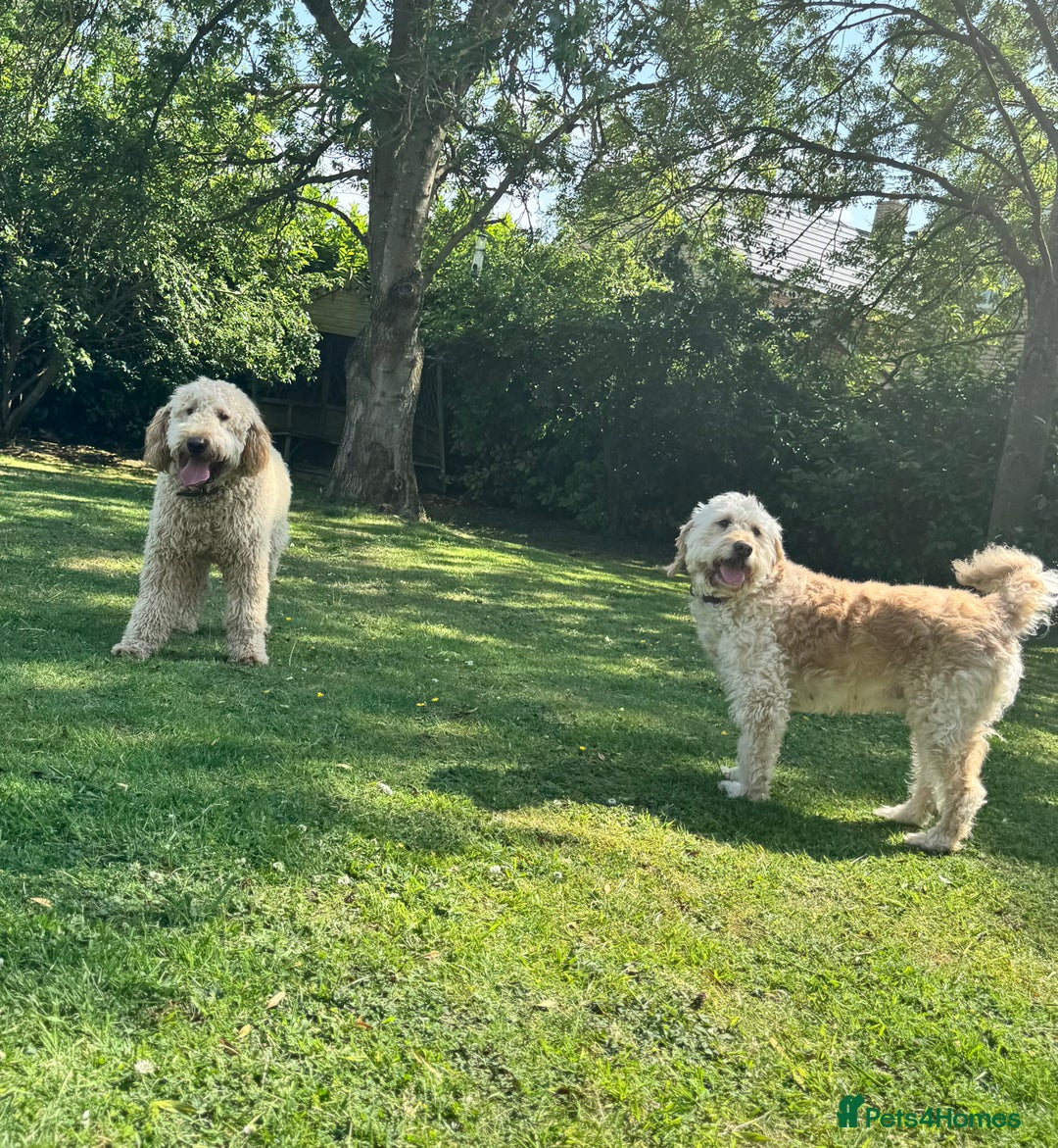 Mini Goldendoodle dogs for sale: Miniature Goldendoodle Puppies – Therapy Dog Mum - Image 13