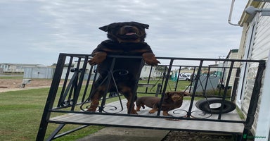 Rottweiler dogs - Advert 15