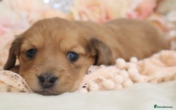 Miniature Dachshund dogs for sale: KC Registered Miniature Dachshund Puppies - Image 11
