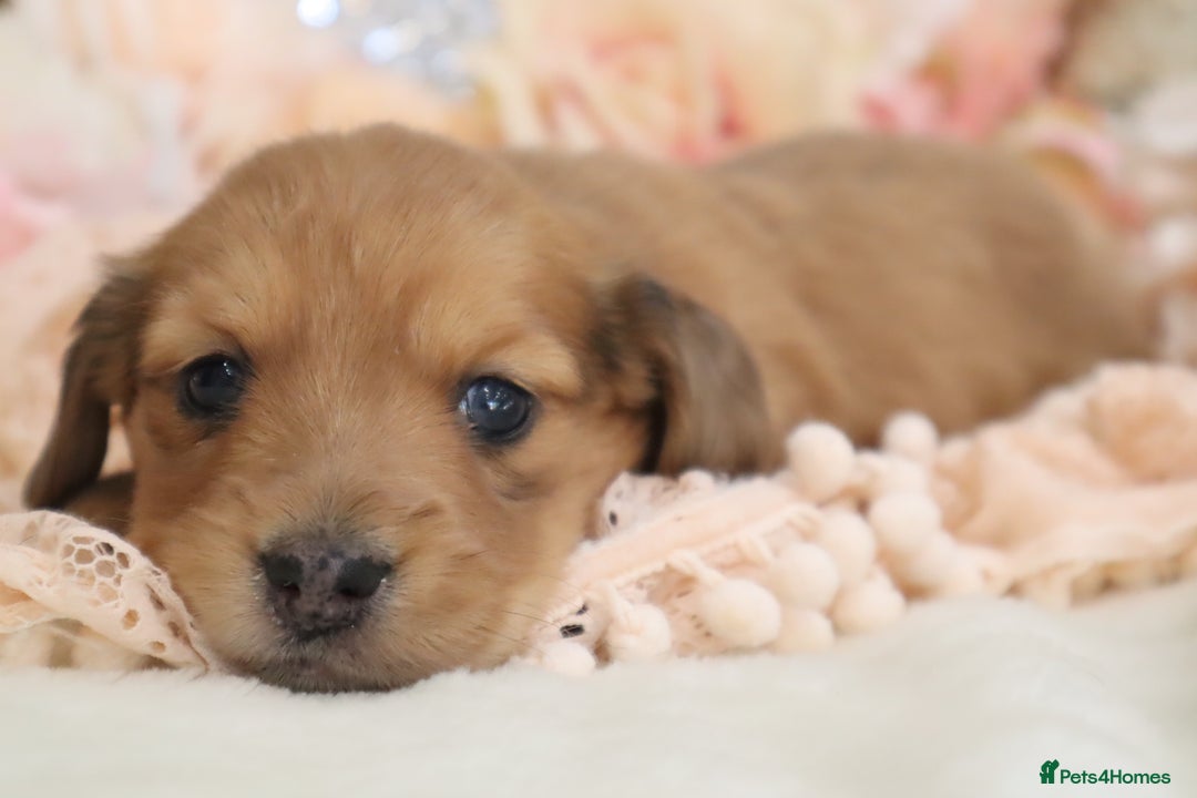 Miniature Dachshund dogs for sale: KC Registered Miniature Dachshund Puppies - Image 11