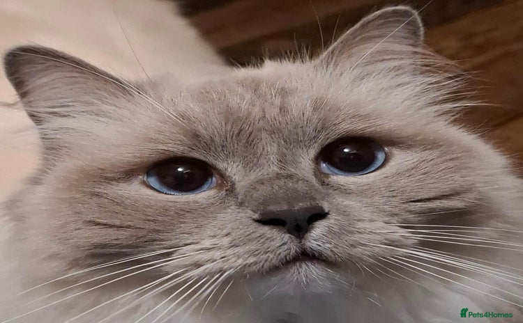 Ragdoll cats - Advert 1