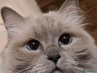 Ragdoll cats - Advert 1