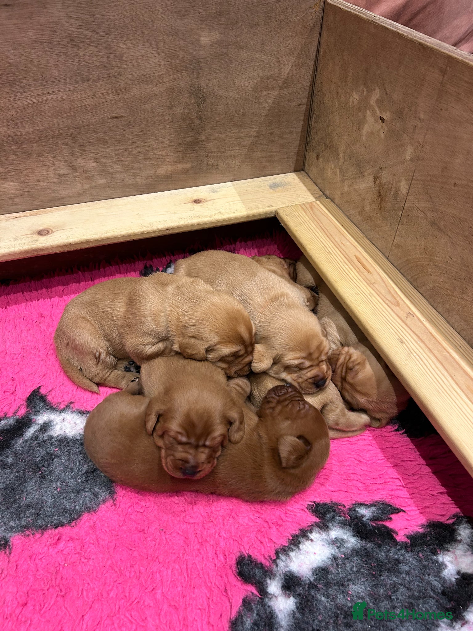 Labrador Retriever dogs Beautiful KC Fox Red Labrador puppies for sale  - Advert 1