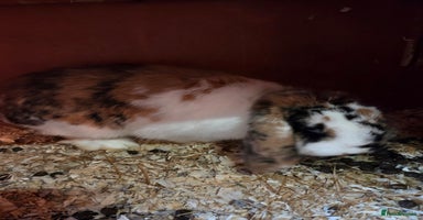 Mini Lop rabbits - Advert 2