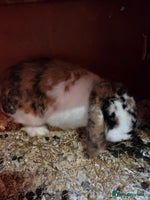 Mini Lop rabbits - Advert 2