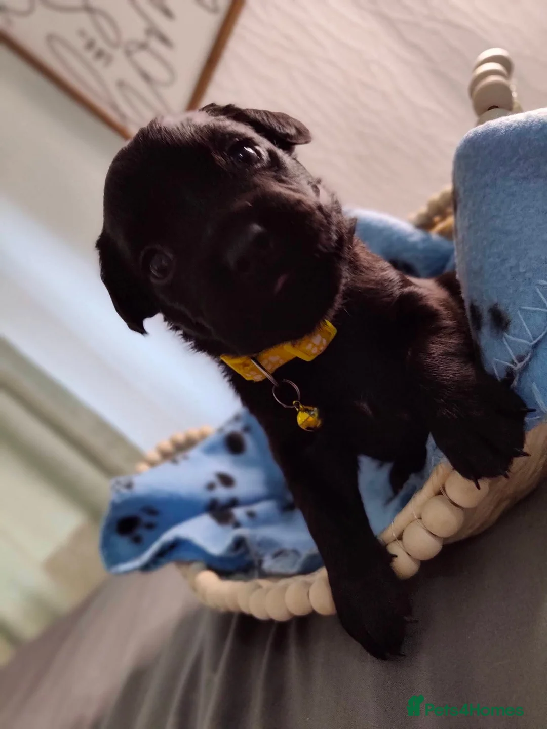 Mixed Breed dogs for sale: Frenchador female  - Advert 1