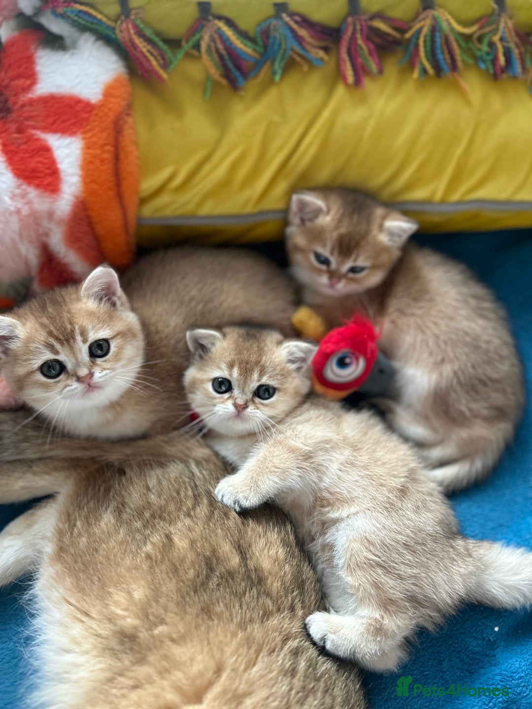 Scottish Fold cats for sale: Gold chinchilla baby’s available  - Advert 38