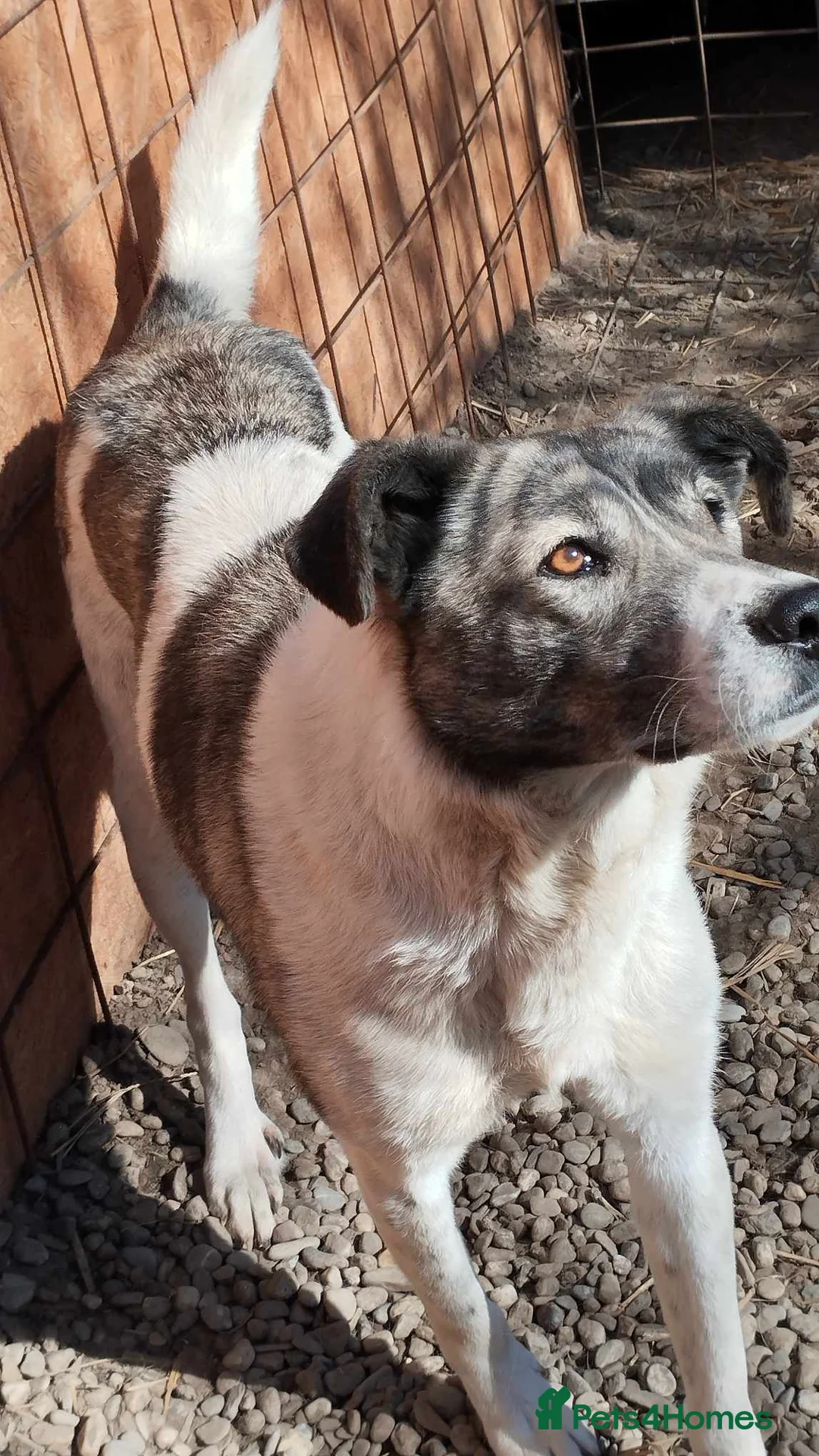 Mixed Breed dogs for adoption: 🌟 Marley 💛 5 years in shelter, still hoping - Advert 4