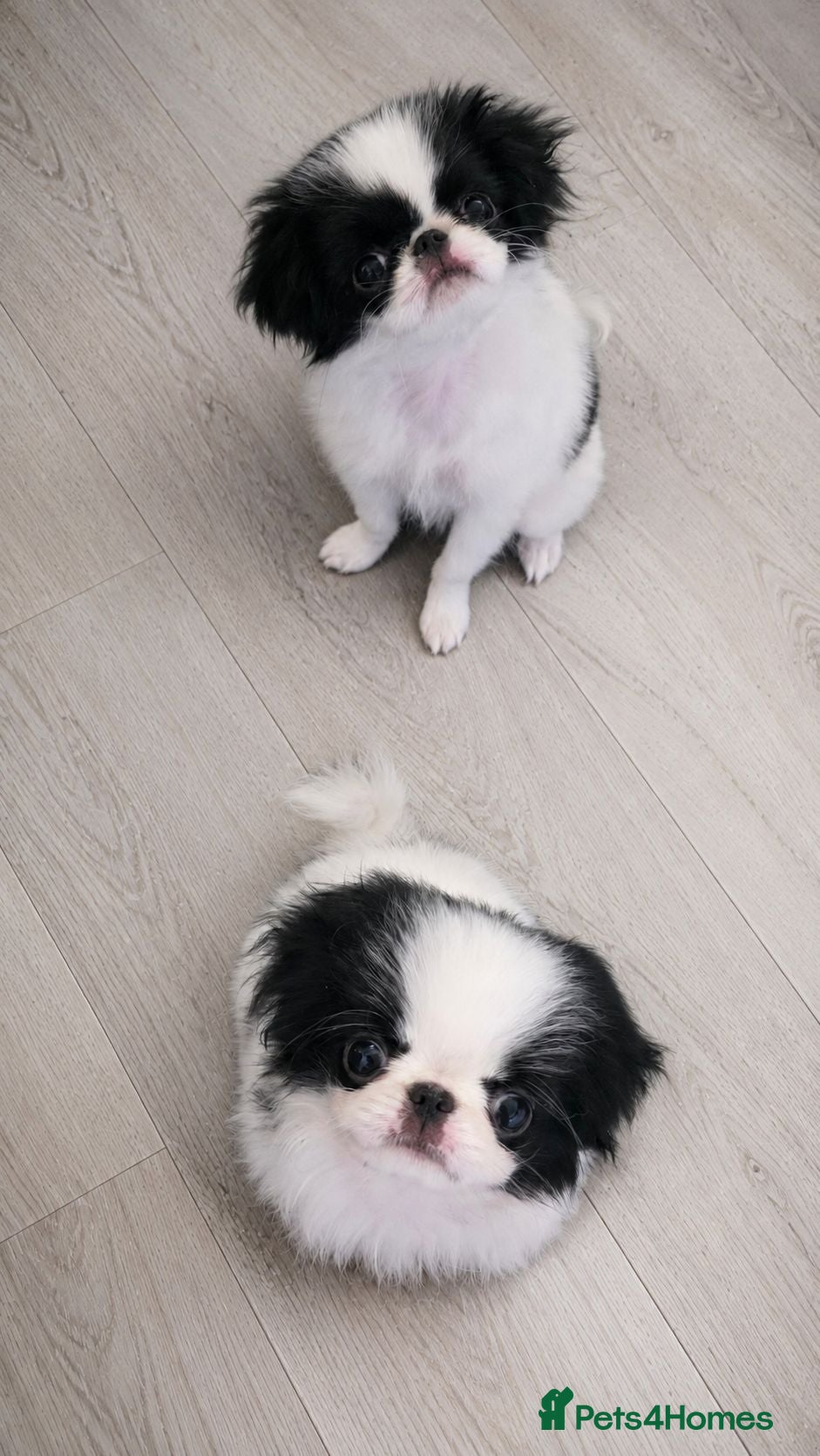 Japanese Chin dogs Beautiful Japanese Chin puppies - Advert 1