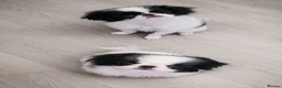 Japanese Chin dogs for sale: Beautiful Japanese Chin puppies - Advert 1