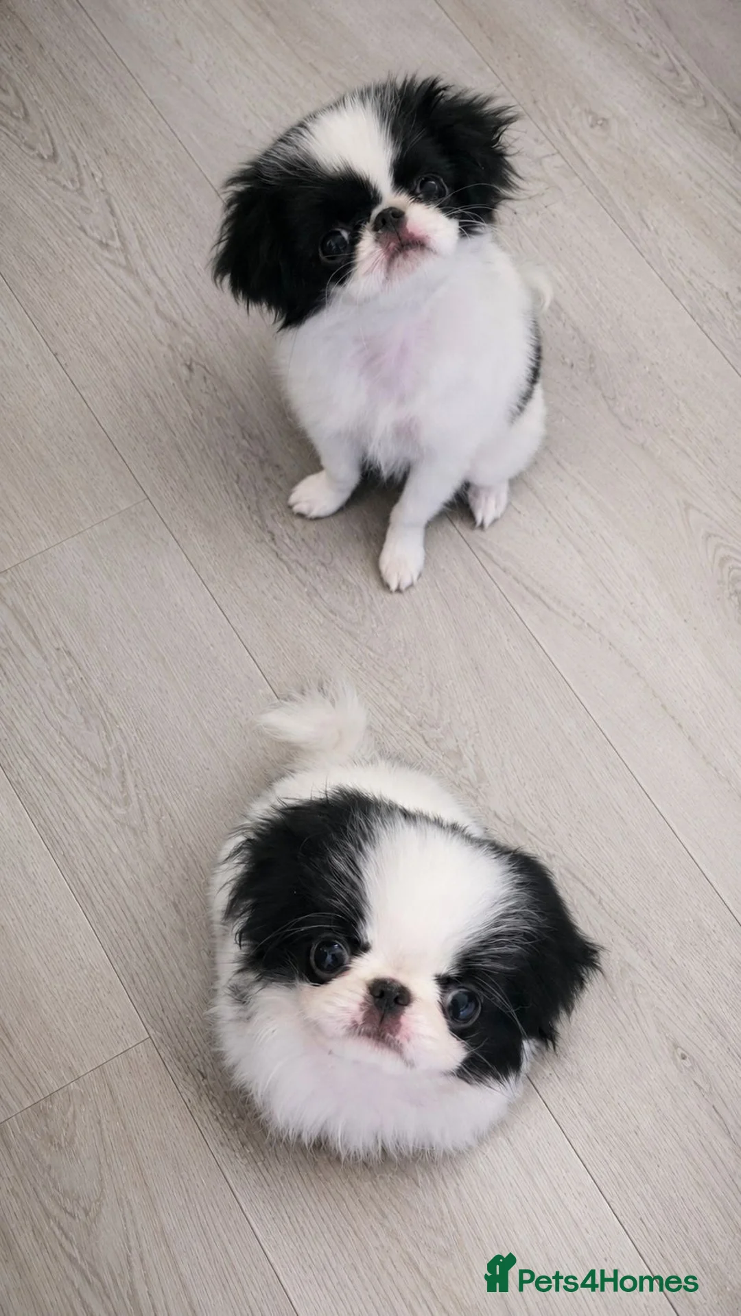 Japanese Chin dogs for sale: Beautiful Japanese Chin puppies - Advert 1