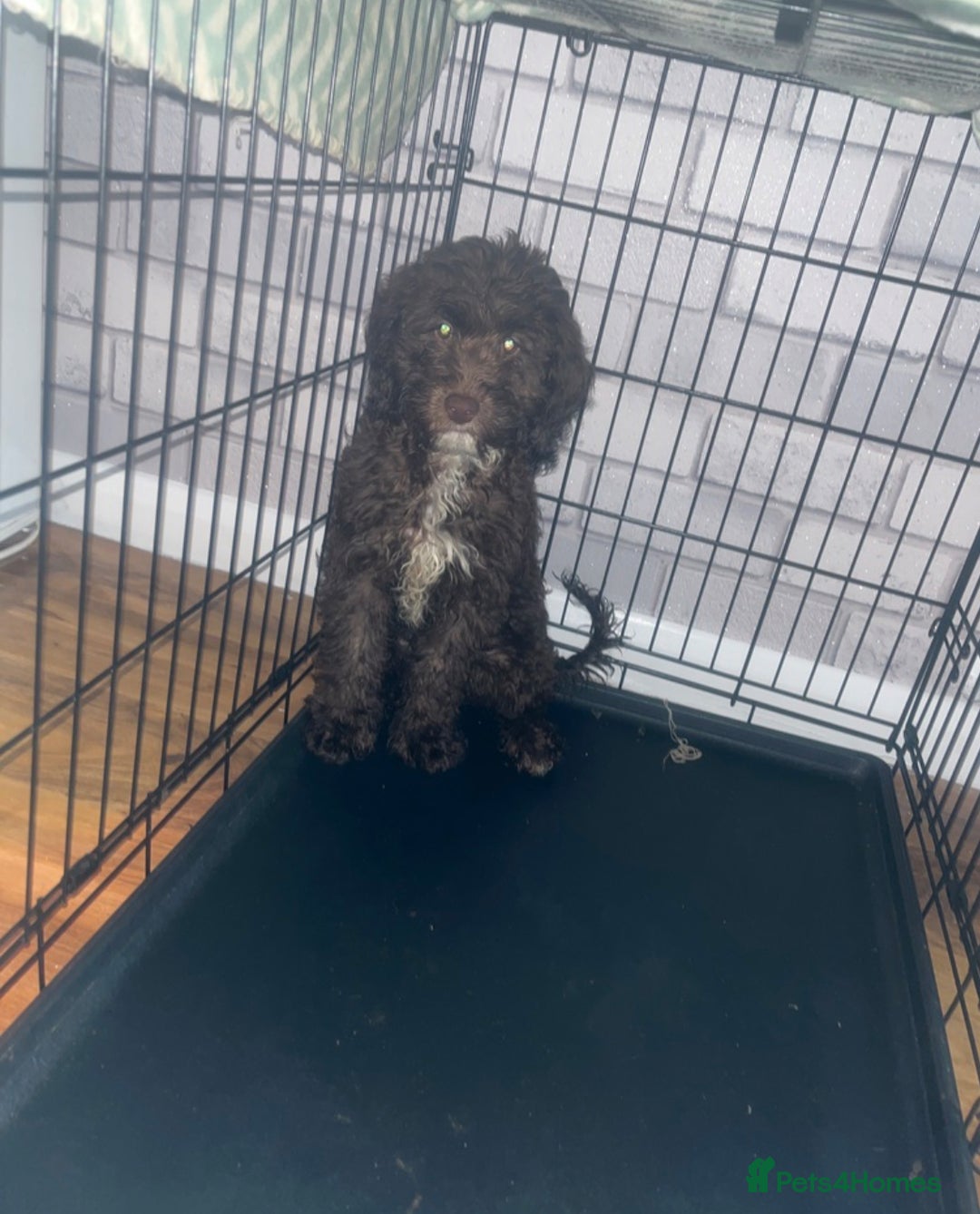 Cockapoo dogs for sale: Hazel the cockapoo  - Advert 2