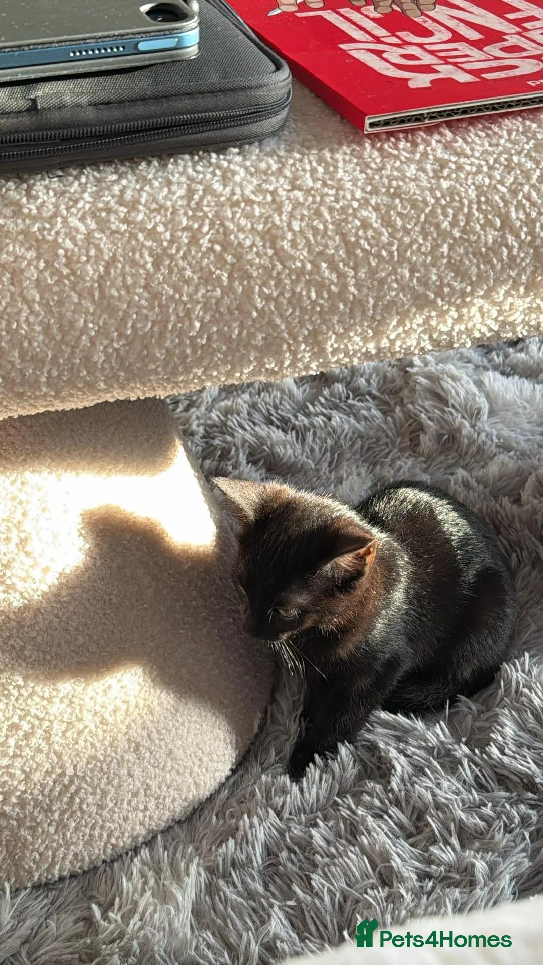 Mixed Breed cats for sale: 9 weeks old kittens  - Advert 2