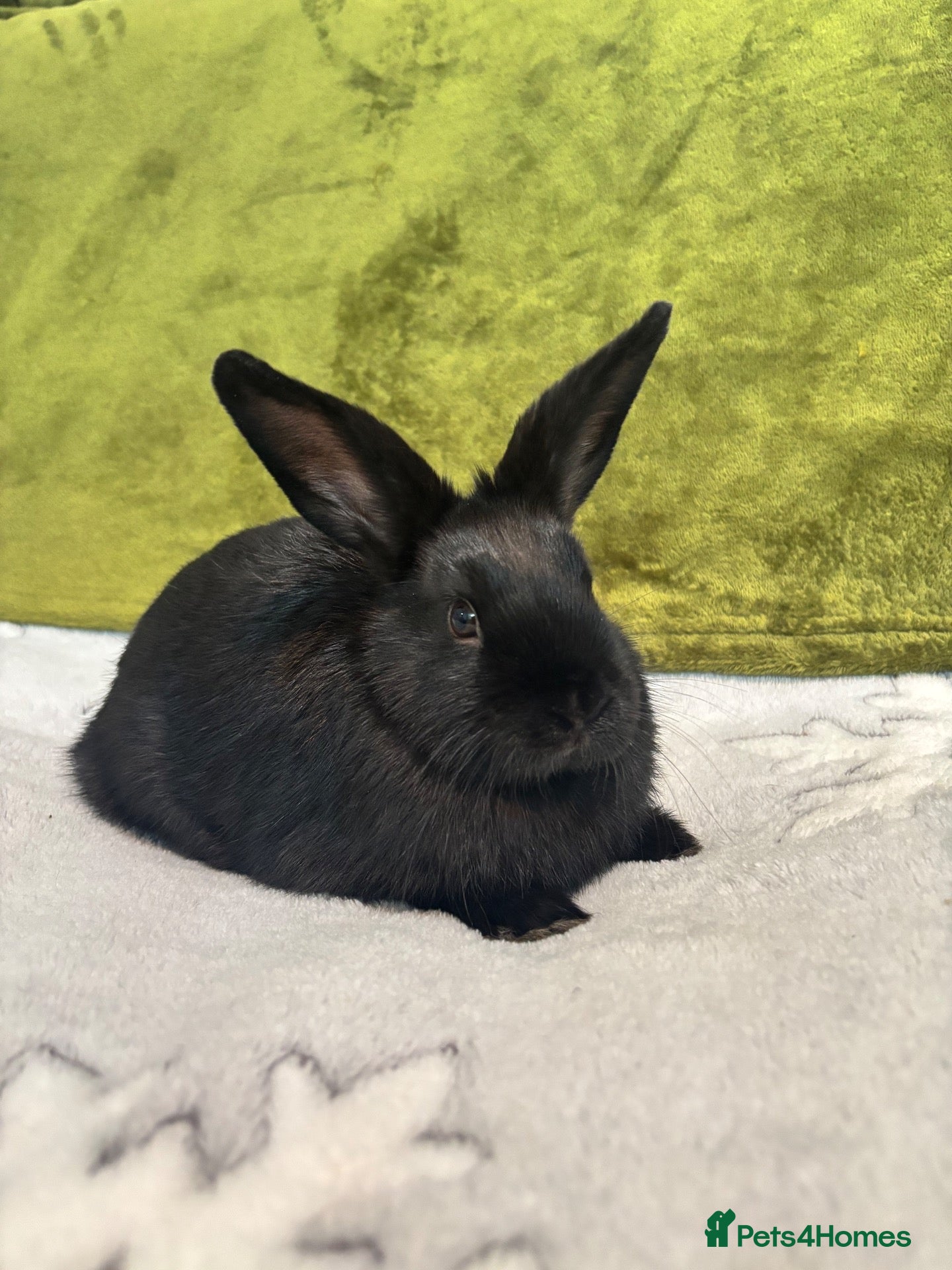 Mixed Breed rabbits 3 mini lop cross 1 female 2 male - Advert 1