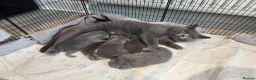British Shorthair cats for sale: 4 Blue Stripe Spotted British shorthair kittens - Advert 3