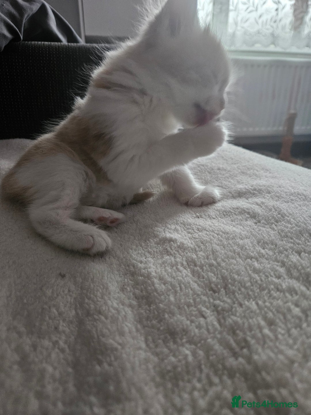 Mixed Breed cats for sale: Cute playful kittens  - Advert 8