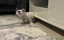 French Bulldog dogs for sale: Fluffy French Bulldogs  - Image 36