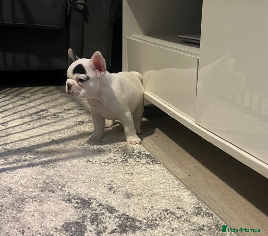 French Bulldog dogs for sale: Fluffy French Bulldogs  - Image 36