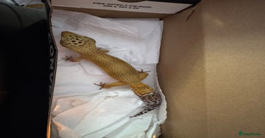 Leopard Gecko reptiles Leopard Gecko & Full Set Up - Advert 12
