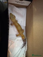 Leopard Gecko reptiles Leopard Gecko & Full Set Up - Advert 4