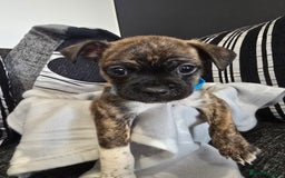 Mixed Breed dogs for sale: Puppy chugs 4 boys  - Image 21