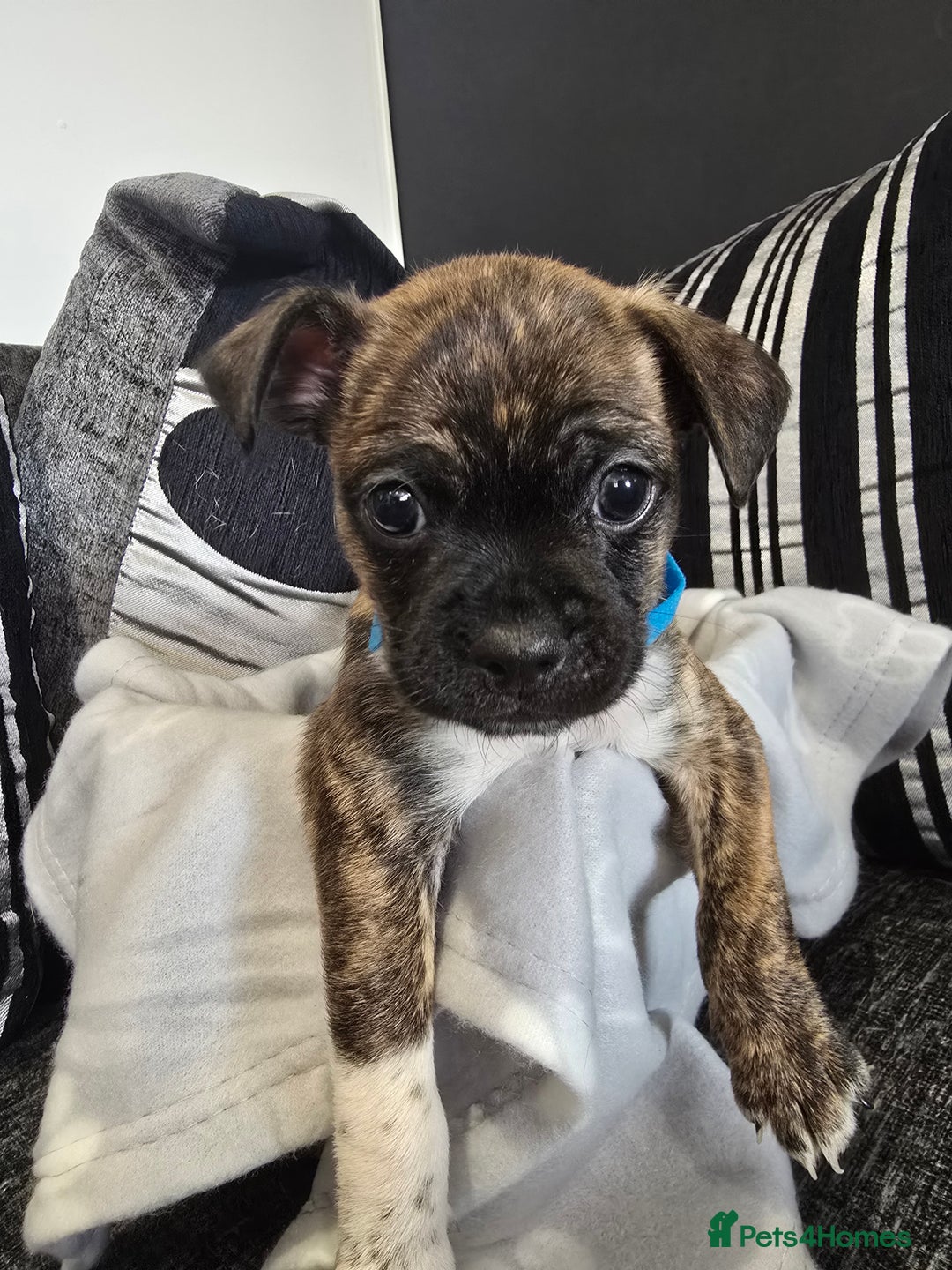 Mixed Breed dogs for sale: Puppy chugs 4 boys  - Image 21