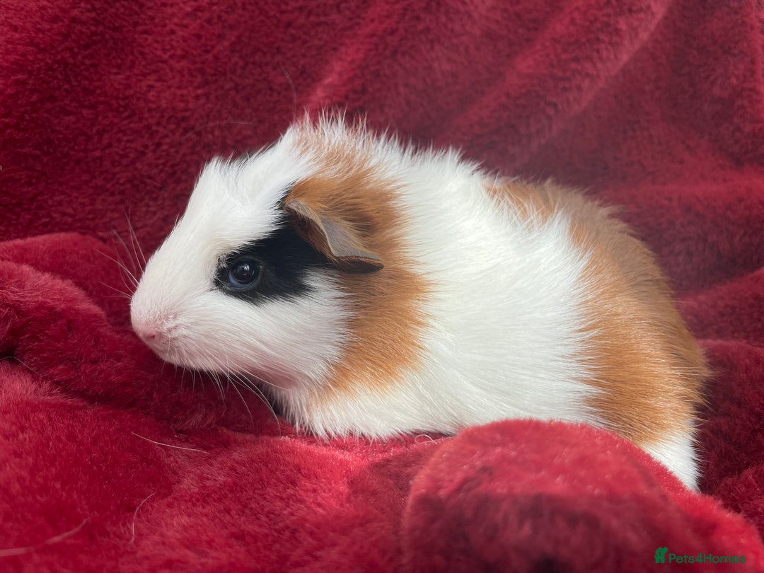 Guinea Pig rodents for sale: Boy Guinea Pigs  - Image 5