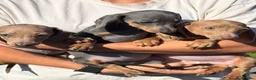 Miniature Dachshund dogs for sale: Mini dachshund puppies ready now  - Advert 12