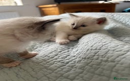 Ragdoll cats for sale: Blue mitted and bicolour ragdolls - Image 27