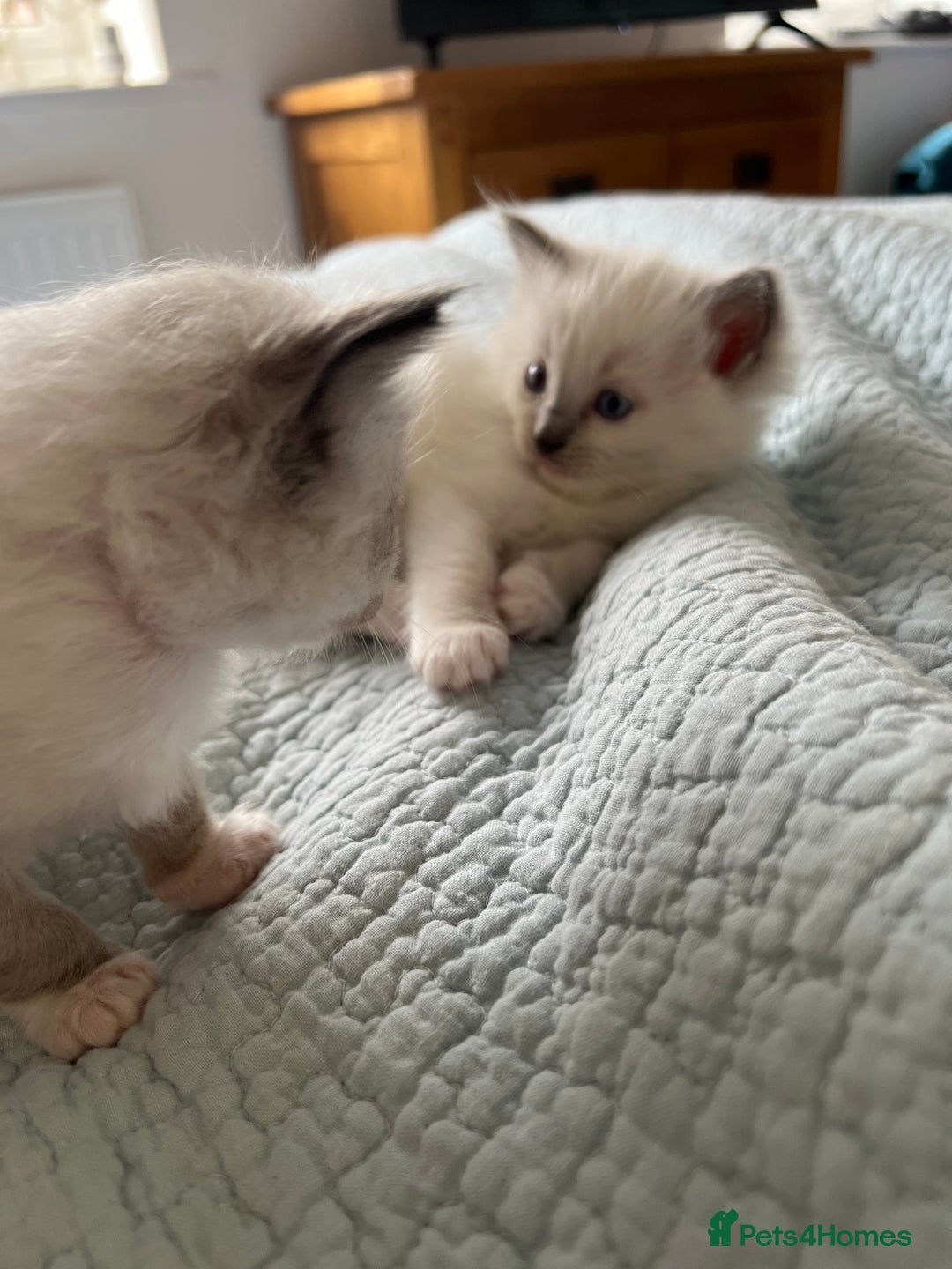 Ragdoll cats for sale: Blue mitted and bicolour ragdolls - Image 27