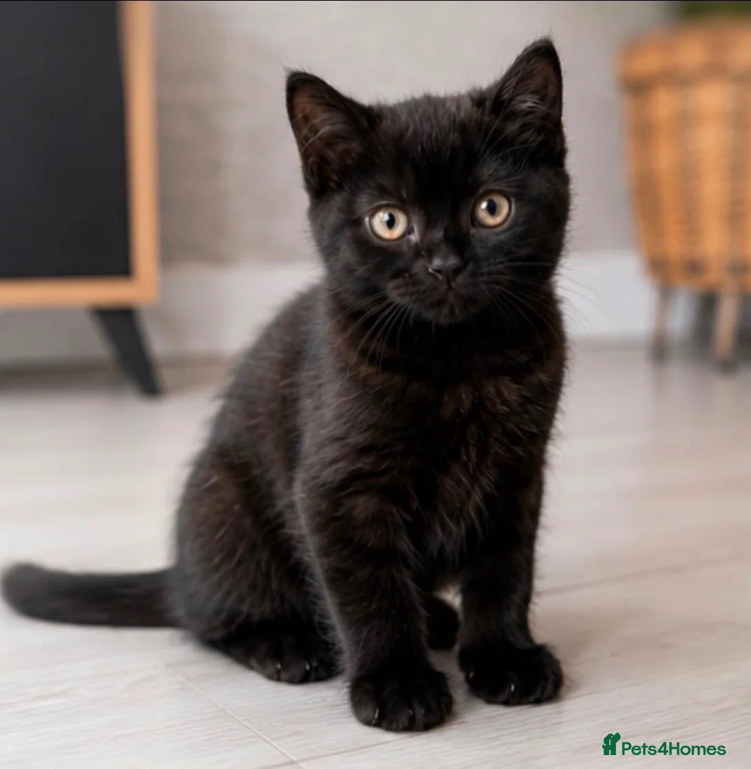 British Shorthair cats for sale: British shorthair kittens  - Advert 5