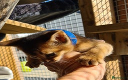 Abyssinian cats for sale: 5 abysinnian pedigree tica registered  - Image 3
