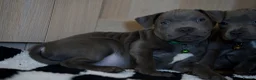 Staffordshire Bull Terrier dogs for sale: Staffordshire bull terrier puppies 🥰 - Advert 17