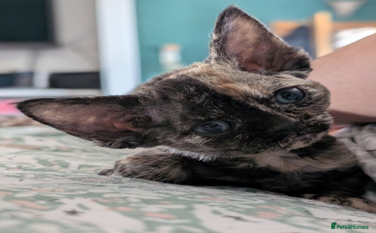 Devon Rex cats - Advert 1