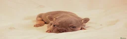 French Bulldog dogs for sale: Gorgeous French Bulldog puppies. in Filey - Advert 7