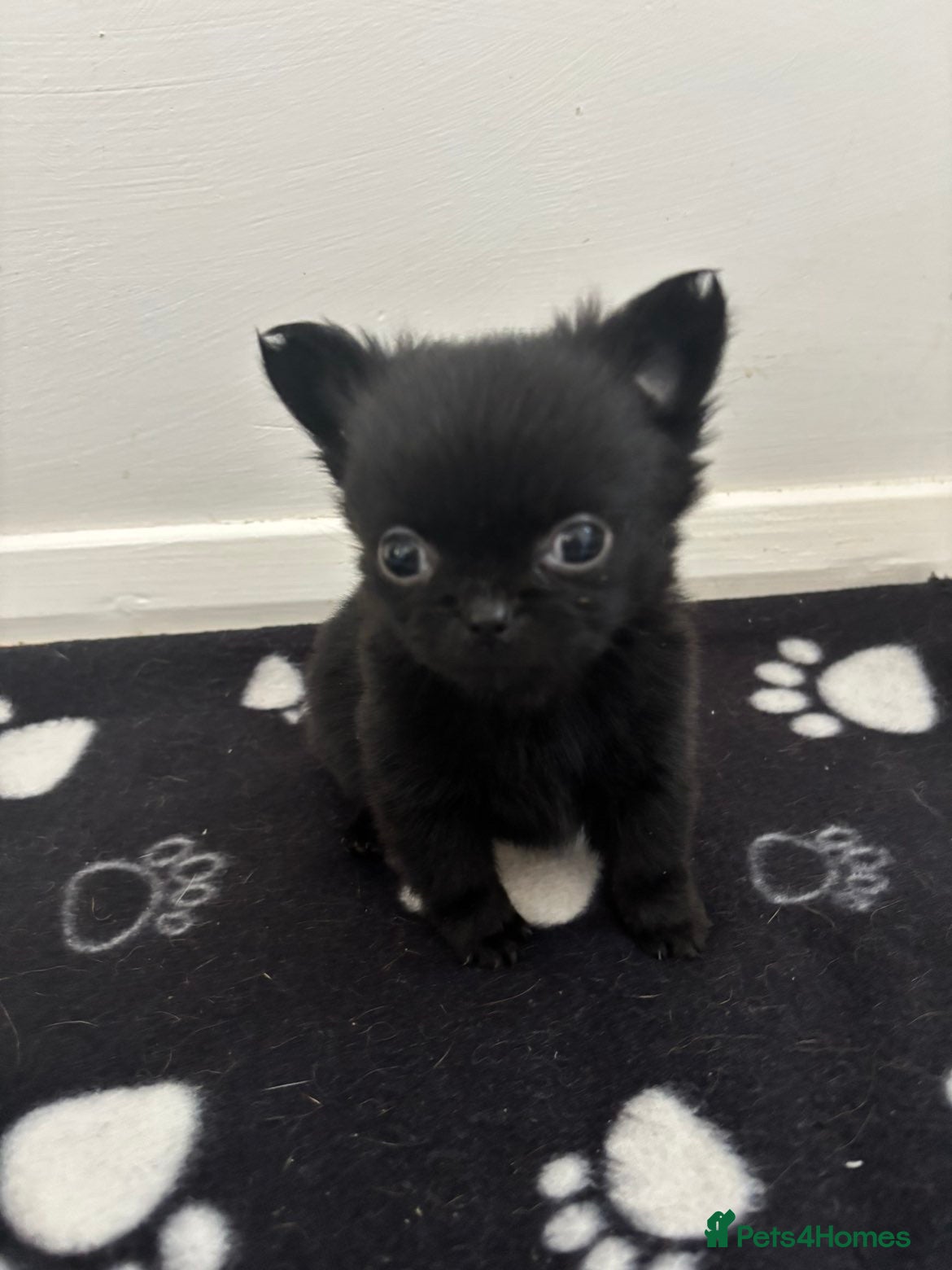 Mixed Breed dogs Pug x Pomeranian  - Advert 1