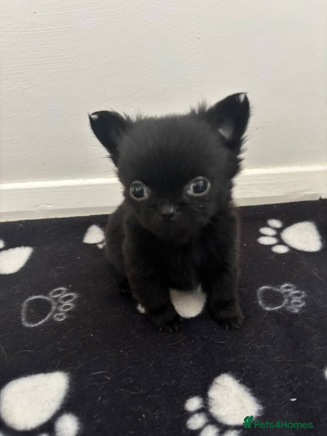 Mixed Breed dogs for sale: Pug x Pomeranian  - Advert 1