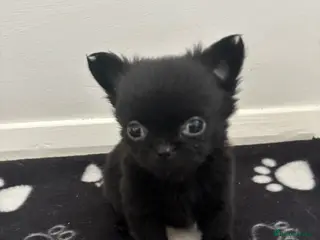 Mixed Breed dogs Pug x Pomeranian - Advert 1