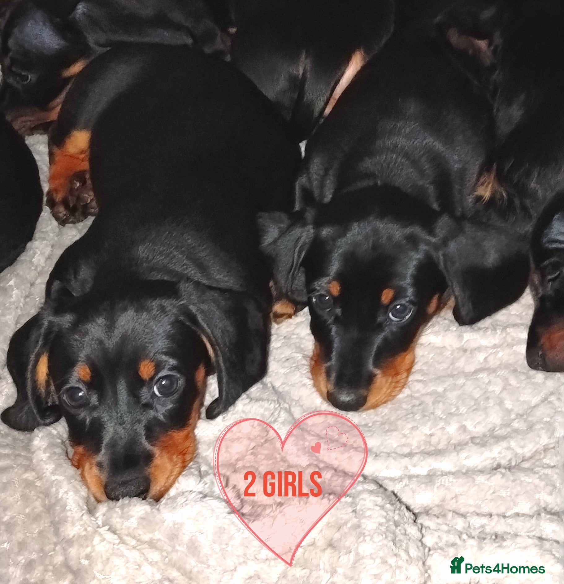 Dachshund dogs Dachshund Puppies  - Advert 14