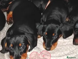 Dachshund dogs Dachshund Puppies - Advert 14