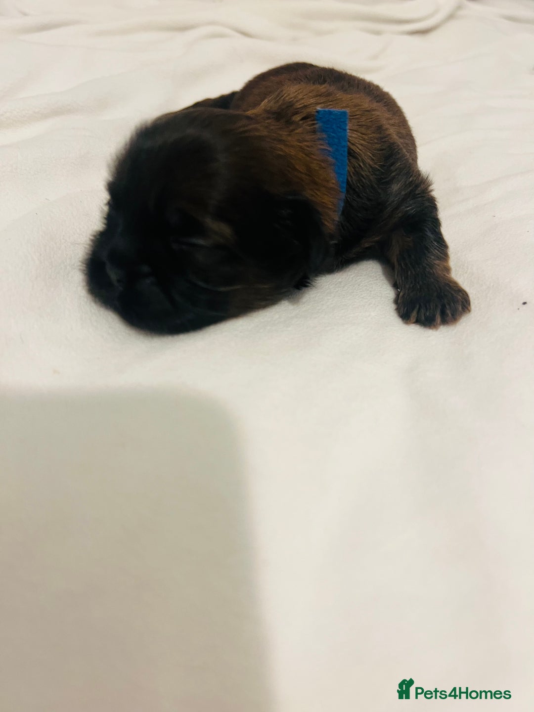 Shih Tzu dogs for sale: KC registered pure breed imperial shihtzu puppies  - Advert 22