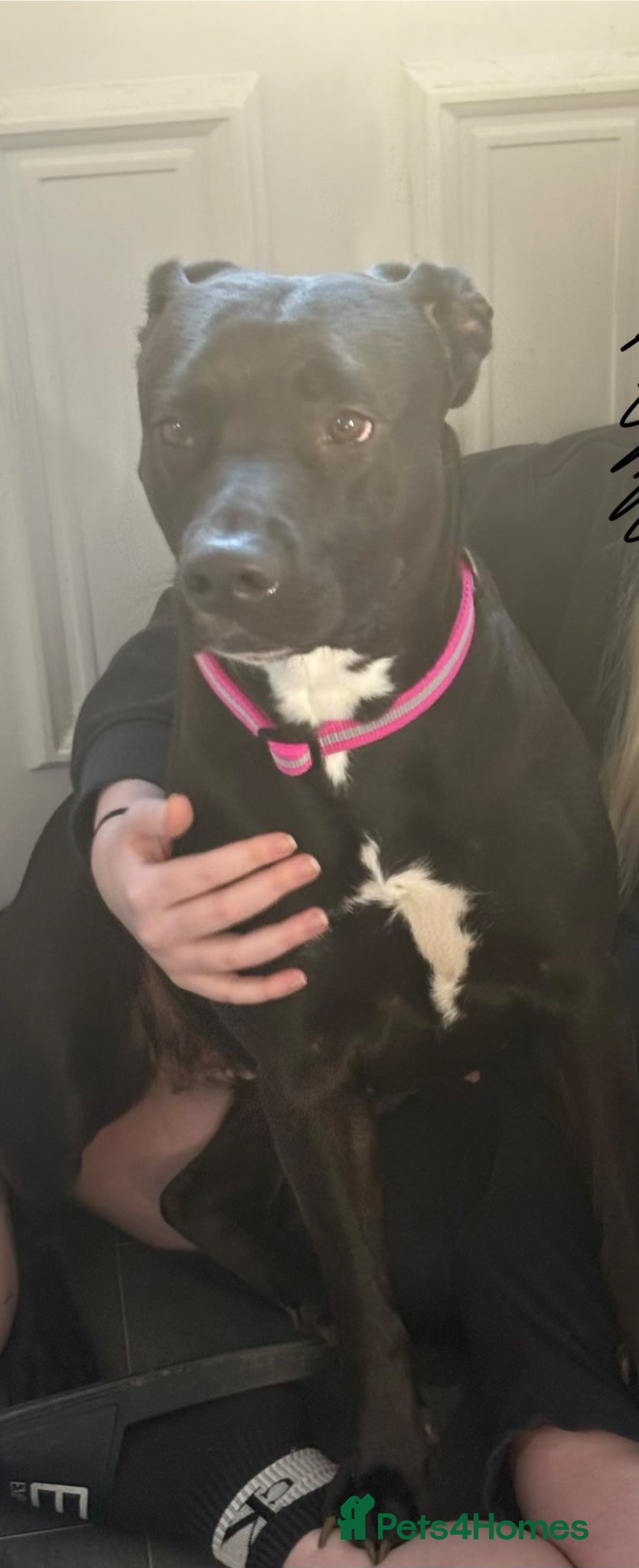 Mixed Breed dogs Staffy x - The lovely Ella  - Advert 1