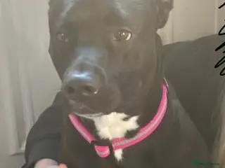 Mixed Breed dogs Staffy x - The lovely Ella - Advert 1