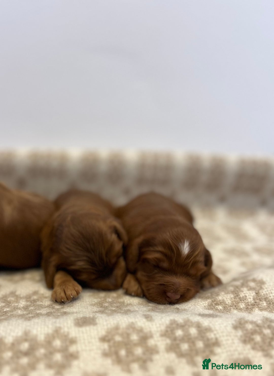 Cockapoo dogs for sale: F1 Show Type Cockapoo Puppies - Image 8